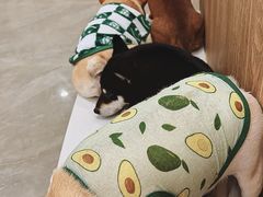 -和它·交个朋友·狗咖猫咖(爱琴海店)