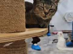 -楼上猫咖(罗湖店)