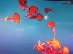 -太平洋海底世界