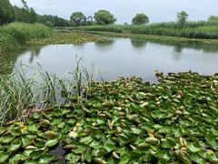 -苏州太湖湖滨国家湿地公园