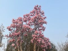-燕郊植物园