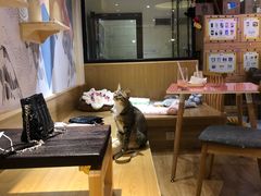 -滚猫咖啡·猫咖·猫友好撸猫(未来城店)