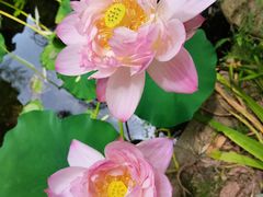 -陈家山荷花公园