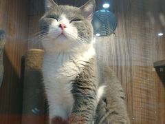 -圣宠宠物(平吉花卉市场店)