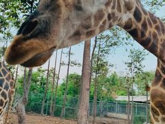 -清迈夜间动物园