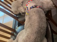 -星巴克(成都凯德天府店)