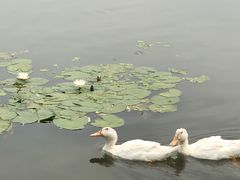 -长春市南湖公园