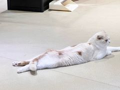 -藏猫猫咖啡主题馆(中央大道店)