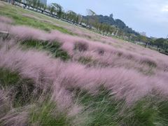 -王借岗森林公园