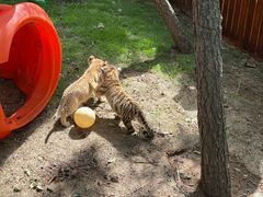 -西霞口神雕山野生动物世界
