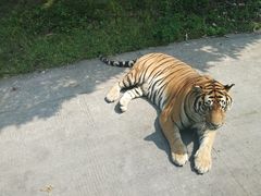 -西安秦岭野生动物园