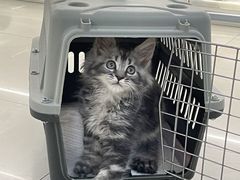 -lincat·猫舍(广州店)