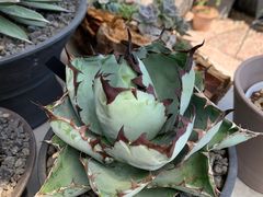 -自由生长植物工作室(深港花卉中心店)