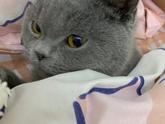 -客栈猫舍(中央北路店)