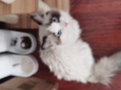 -宠爱国际动物医院· 猫科· 外科·中兽医(长白店)