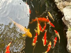 -鲤院·新中式美学·庭院餐厅(夫子庙店)