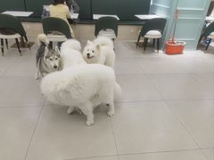 -安格丽娜·狗咖·猫咖羊驼咖(春熙路百盛商场店)