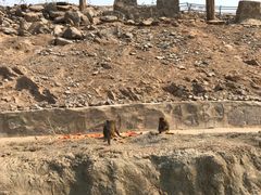 -石家庄市动物园