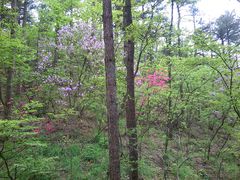 景点-天柱山风景区