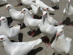-海合安青岛极地海洋公园