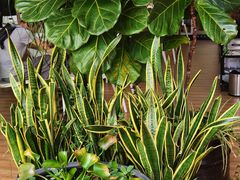 -813芭依珊 BAESAn(皇冠十畝地店)