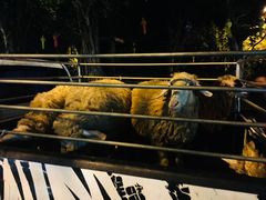 -清迈夜间动物园