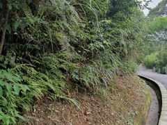 -中国大熊猫保护研究中心雅安碧峰峡基地