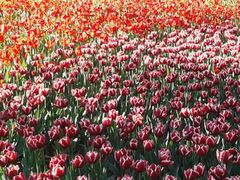 郁金香-长春公园(普阳街道)