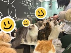 -安格丽娜·狗咖·猫咖羊驼咖(春熙路百盛商场店)
