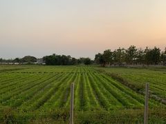 -Chom Cafe and Restaurant