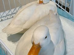 -怪兽屋·羊驼·猫咖·狗咖(俊华广场店)