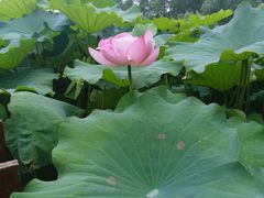 -陈家山荷花公园