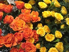 -植物学家的女儿(北马道巷店)