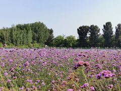 -北京东方普罗旺斯薰衣草庄园