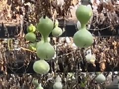 -十三陵山水雅园农家院