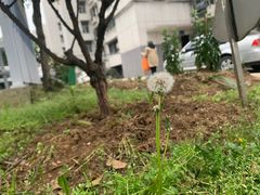 -麦当劳(洪山商场店)