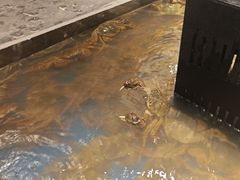 -亚马逊海鲜自助(梅溪湖步步高店)