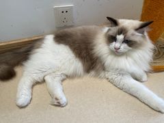 -猫在这儿猫咪咖啡馆·撸猫馆