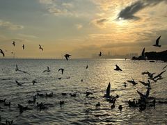 -深圳湾公园(南山区)