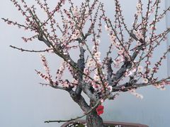 -无锡梅园公园