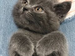 -宠福鑫24h动物医院