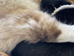 -怪兽屋·羊驼·猫咖·狗咖(俊华广场店)