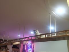 -滚猫咖啡·猫咖·猫友好撸猫(未来城店)