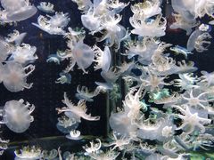 -太平洋海底世界