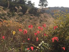 -火炉山森林公园