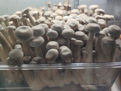 -三锅莊·牦牛肉火锅·香格里拉特色藏餐宴请餐厅(菱角塘路店)