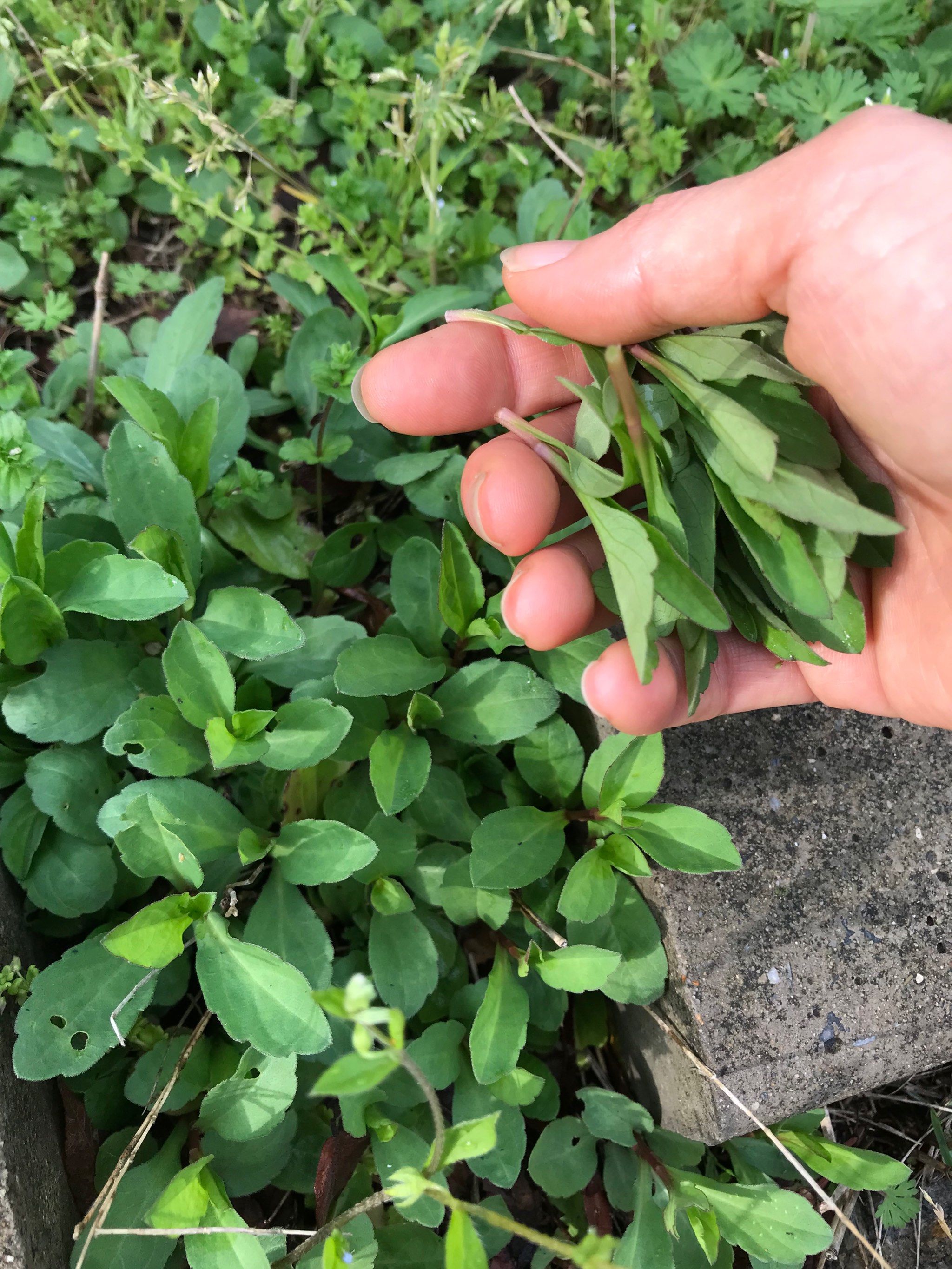 当当当当 马兰登场 册嫩