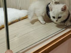-屋虎猫馆(宝安大仟里店)