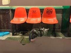 -猫咪博物馆(顶澳仔猫街店)