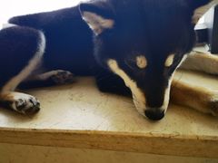 -柴犬小屋·柴餐厅·狗咖食堂(金鼎广场店)